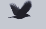 crow flying