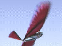 The Pteryx Skybird ornithopter in flight
